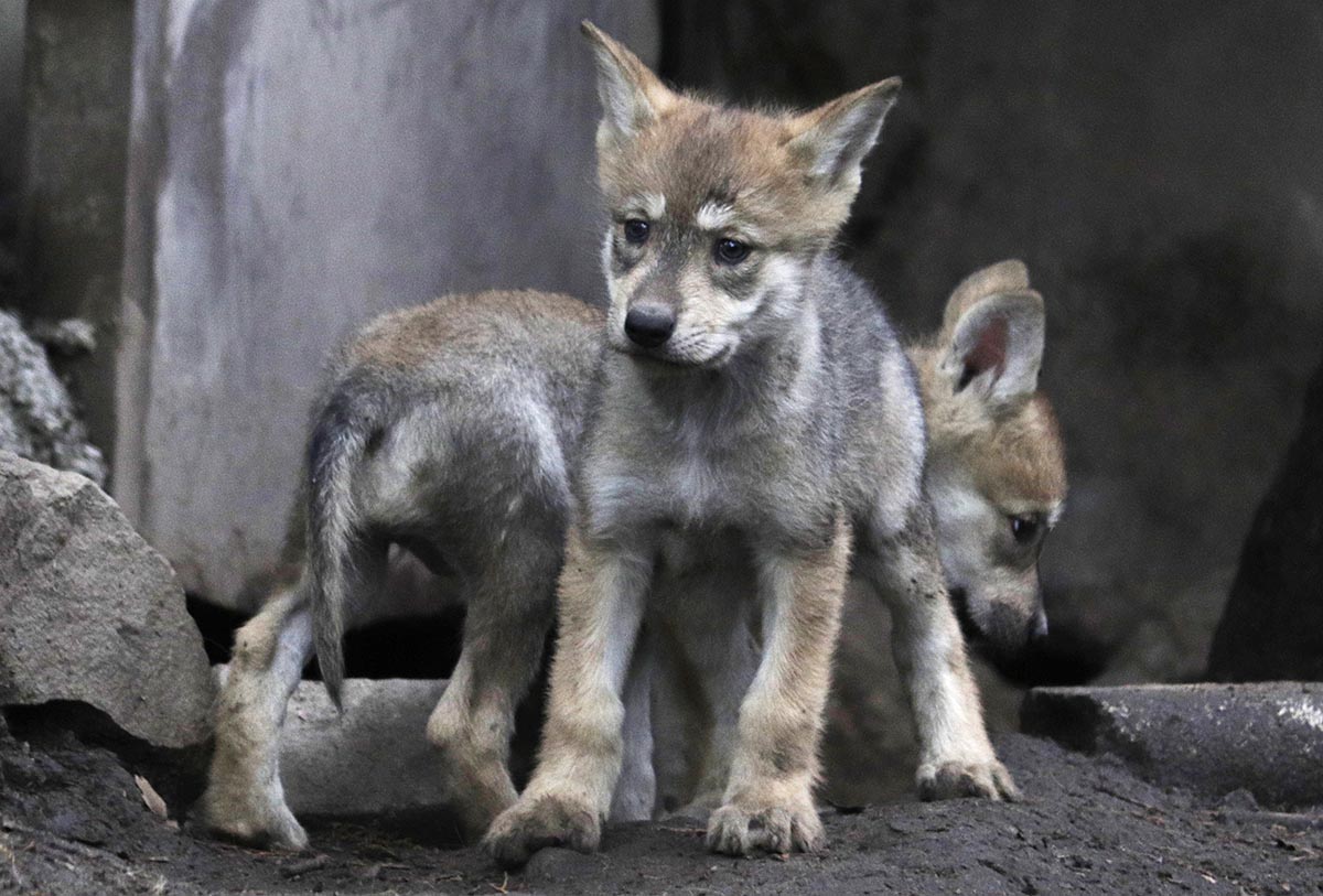Nacieron 6 Cachorros de Lobos Mexicanos en el Zoológico de Chapultepec