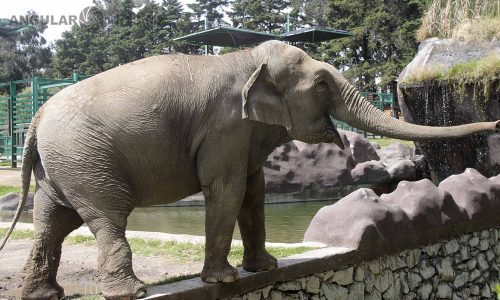 Reúnen a Bireki y Big Boy en el Santuario Ostok para preservar el ADN del Elefante Asiático