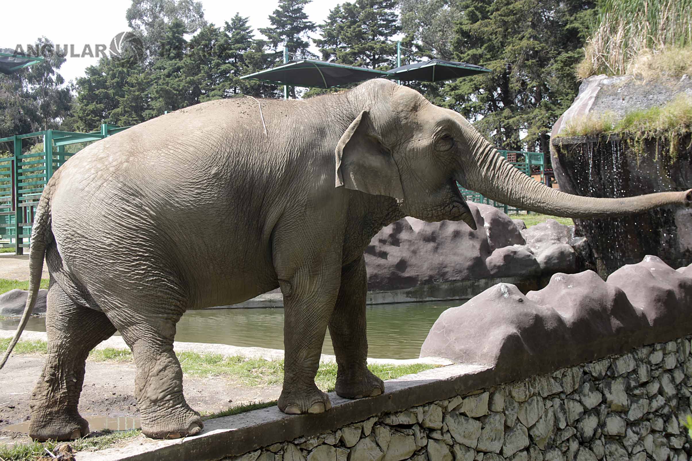 Reúnen a Bireki y Big Boy en el Santuario Ostok para preservar el ADN del Elefante Asiático